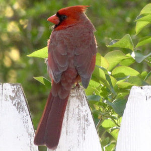 Meet your Posher, Celeste